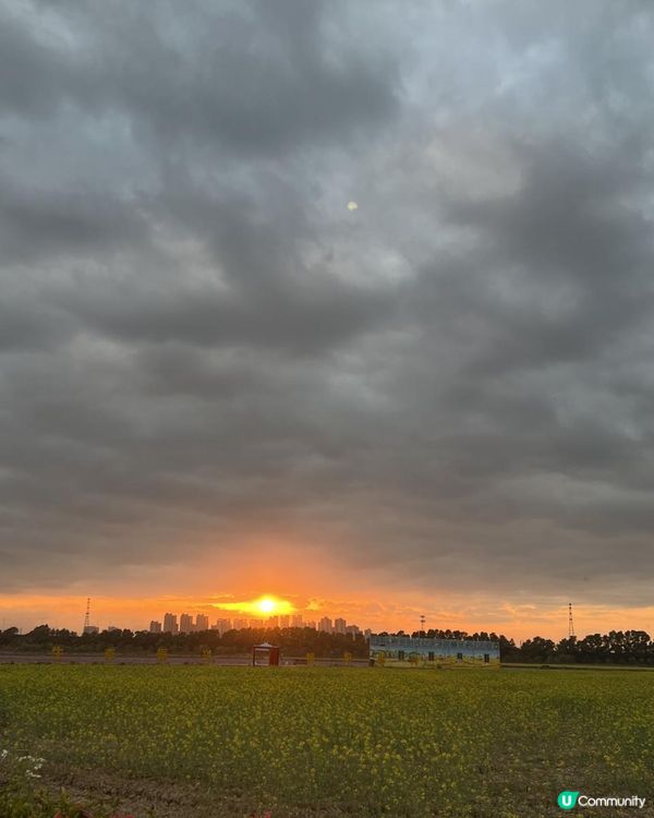 ｛珠海打卡熱點｝春日打卡💛油菜花田打卡攻略