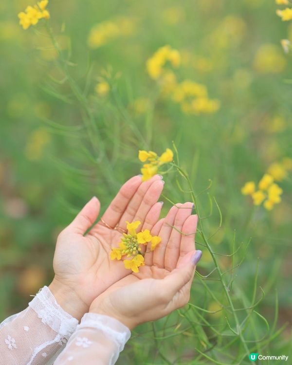 ｛珠海打卡熱點｝春日打卡💛油菜花田打卡攻略