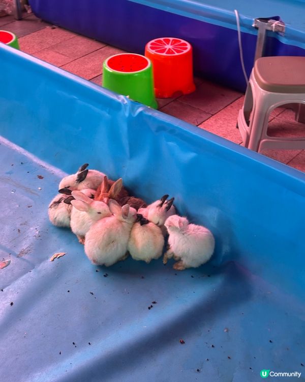 打鐵花📍深圳遊 歡樂海岸