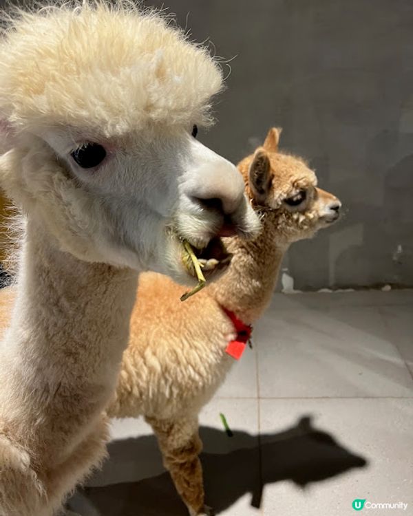 深圳親子遊 | 【Lollypet萌寵樂園】20+種動物零距離接觸 (低至$75全日票)