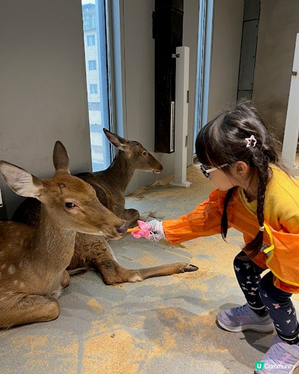 深圳親子遊 | 【Lollypet萌寵樂園】20+種動物零距離接觸 (低至$75全日票)