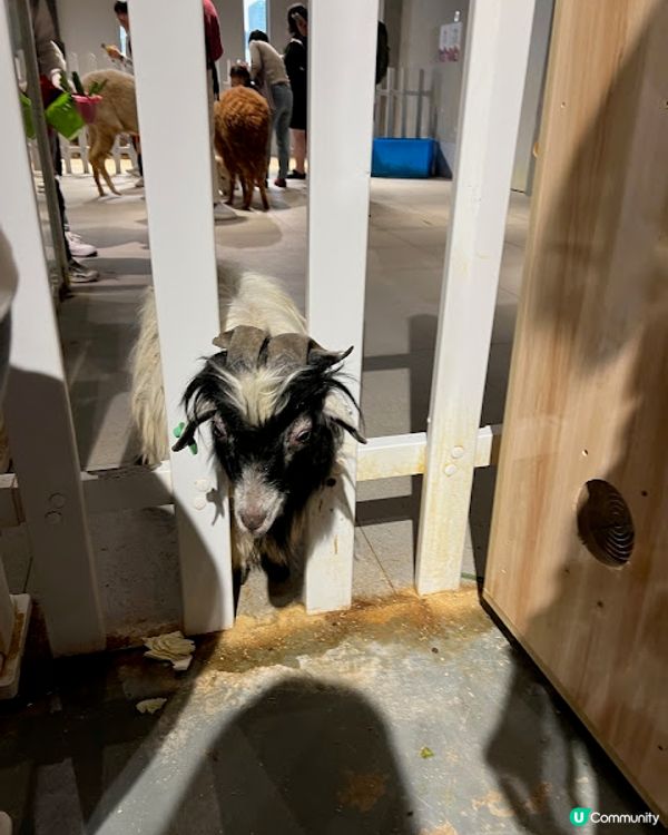 深圳親子遊 | 【Lollypet萌寵樂園】20+種動物零距離接觸 (低至$75全日票)