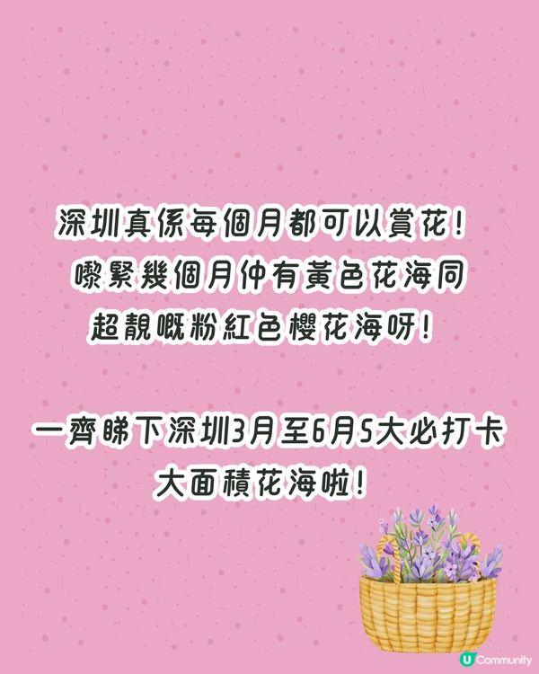 深圳3月至6月賞花指南🌺5大必打卡大面積花海！