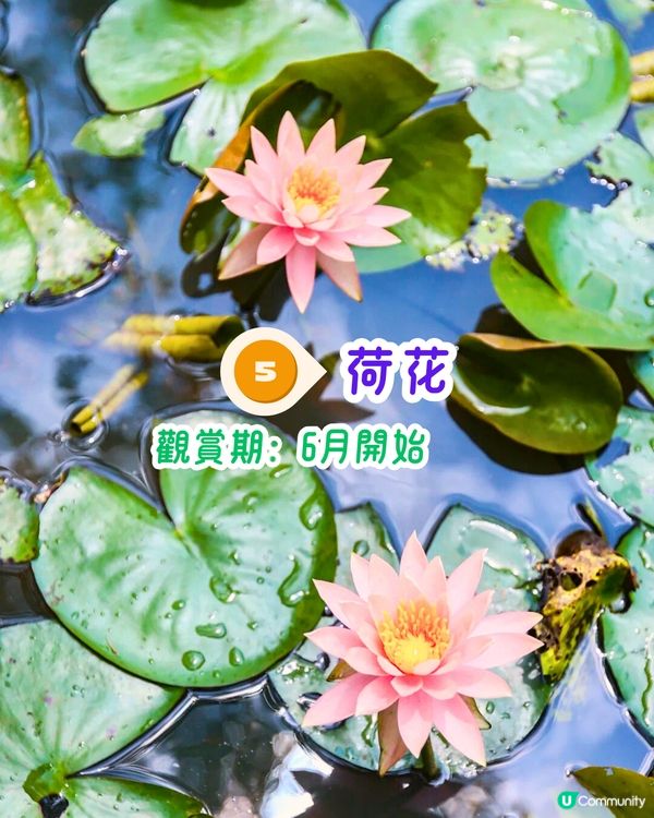 深圳3月至6月賞花指南🌺5大必打卡大面積花海！