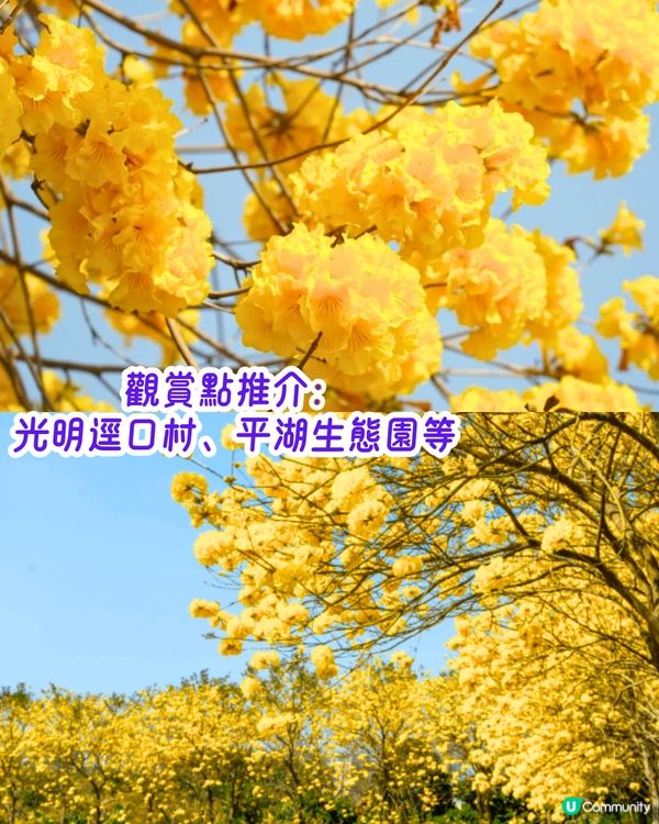 深圳3月至6月賞花指南🌺5大必打卡大面積花海！