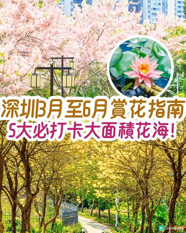 深圳3月至6月賞花指南🌺5大必打卡大面積花海！