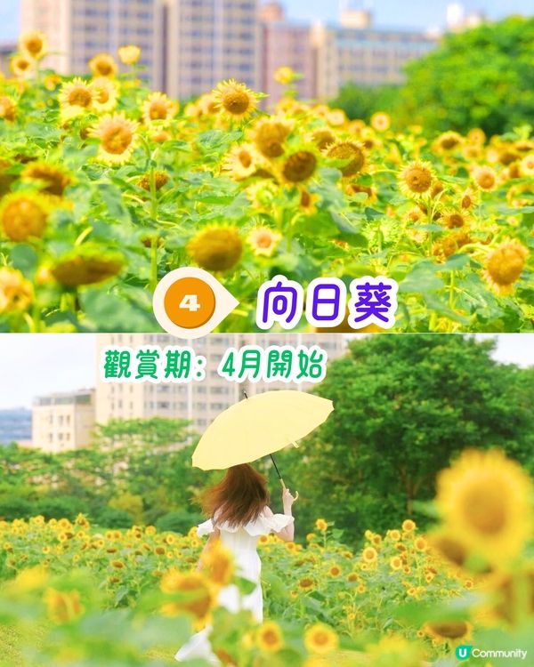深圳3月至6月賞花指南🌺5大必打卡大面積花海！