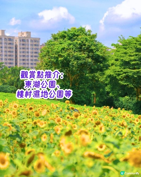 深圳3月至6月賞花指南🌺5大必打卡大面積花海！