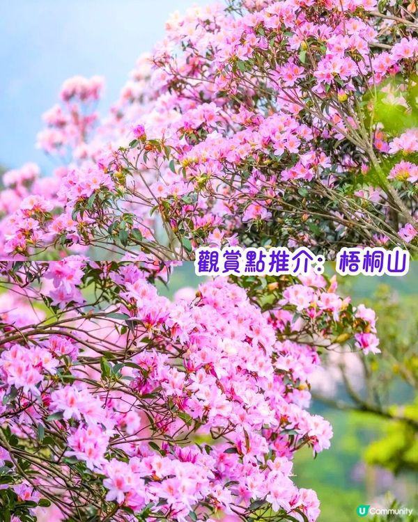 深圳3月至6月賞花指南🌺5大必打卡大面積花海！