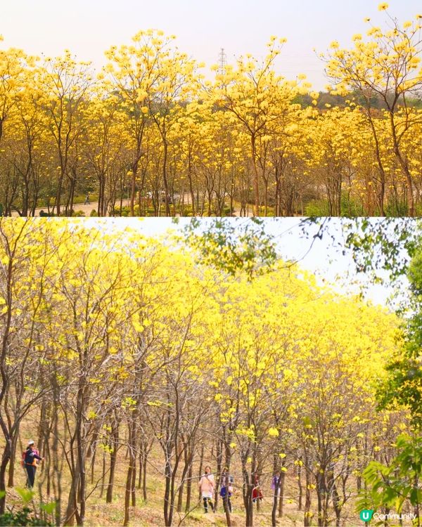 深圳3月至6月賞花指南🌺5大必打卡大面積花海！