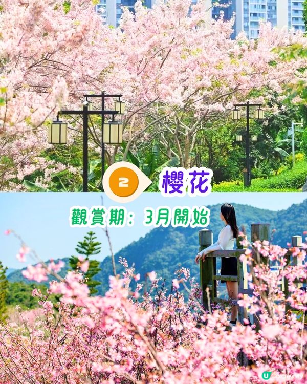 深圳3月至6月賞花指南🌺5大必打卡大面積花海！