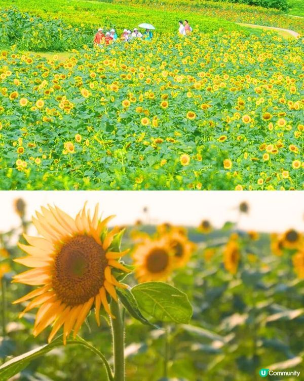 深圳3月至6月賞花指南🌺5大必打卡大面積花海！