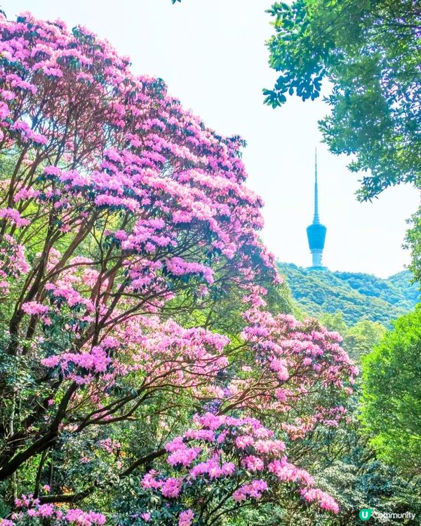 深圳3月至6月賞花指南🌺5大必打卡大面積花海！