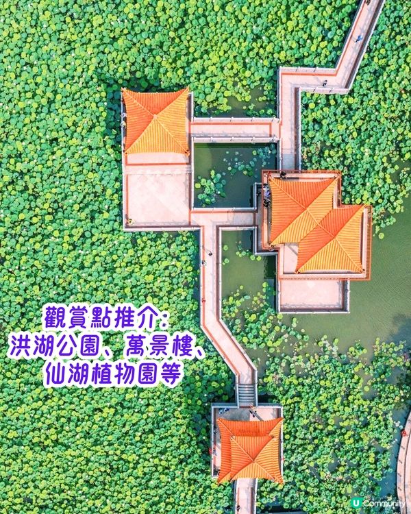 深圳3月至6月賞花指南🌺5大必打卡大面積花海！