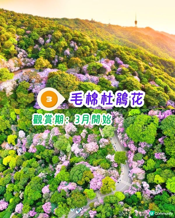 深圳3月至6月賞花指南🌺5大必打卡大面積花海！