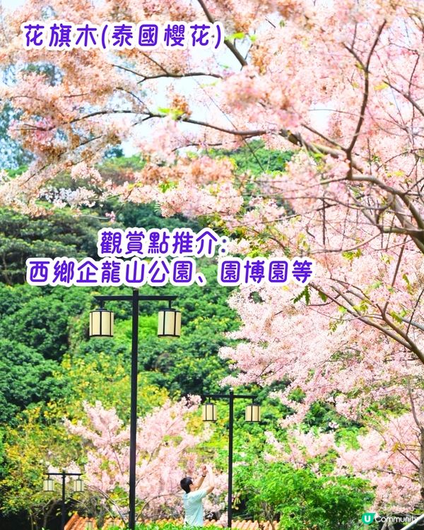 深圳3月至6月賞花指南🌺5大必打卡大面積花海！
