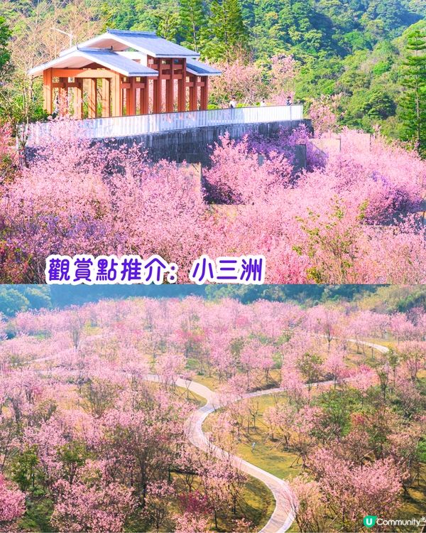 深圳3月至6月賞花指南🌺5大必打卡大面積花海！