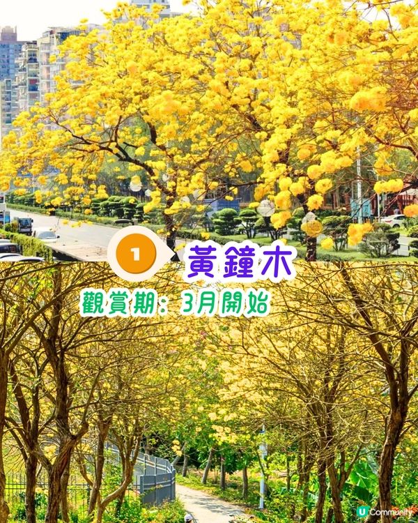 深圳3月至6月賞花指南🌺5大必打卡大面積花海！