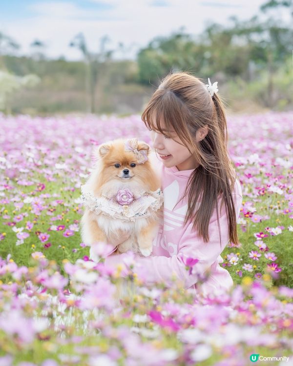 信芯園大波斯菊盛放😍💖💖