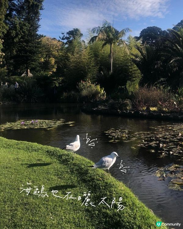 澳洲墨爾本自由行—到植物園散步一個下午