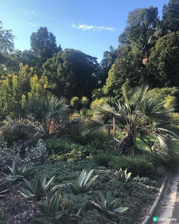 澳洲墨爾本自由行—到植物園散步一個下午