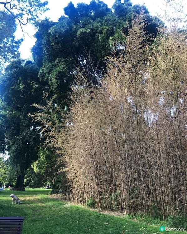 澳洲墨爾本自由行—到植物園散步一個下午