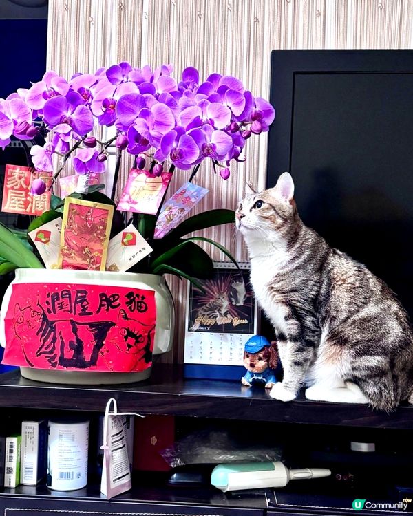 😽護花使者😼