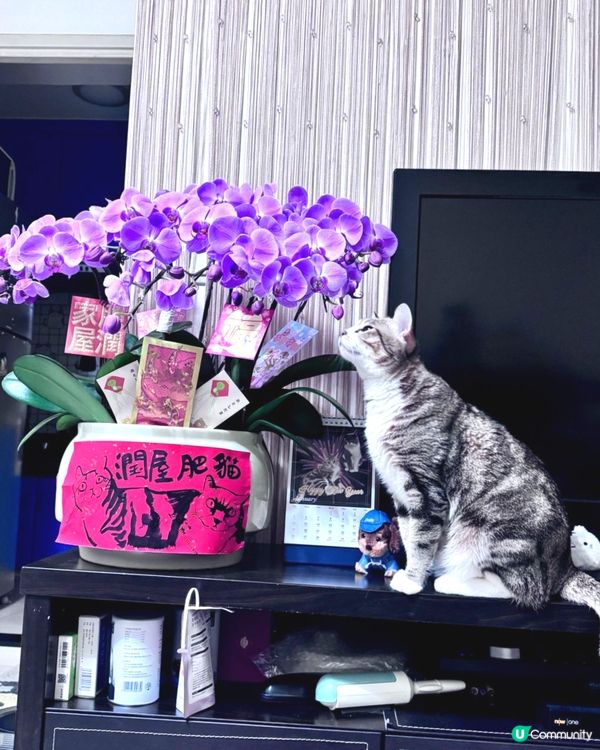 😽護花使者😼