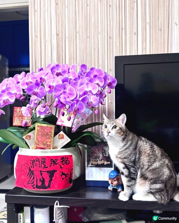 😽護花使者😼