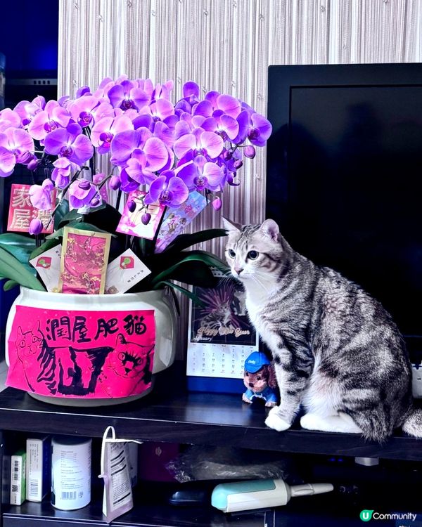 😽護花使者😼