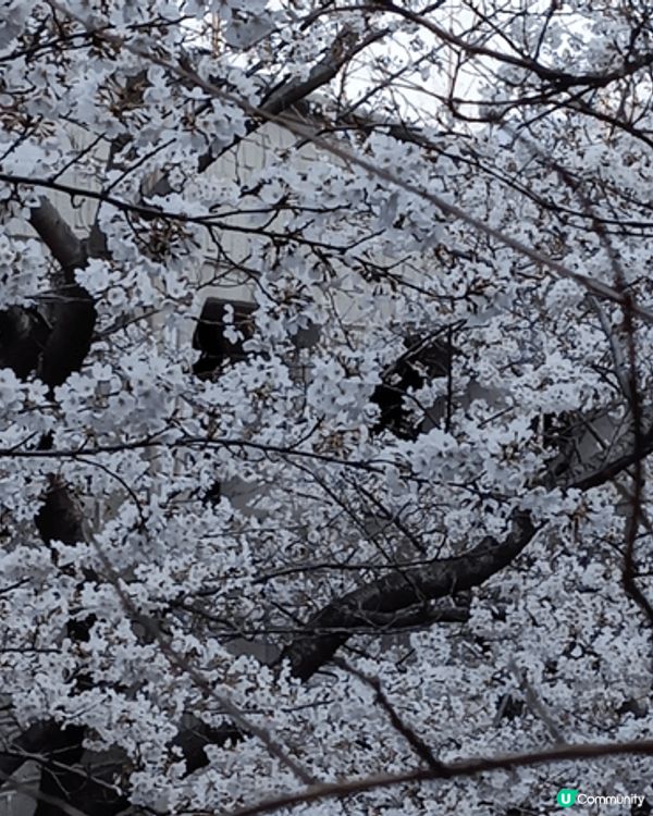 日本冬天可賞雪，晶瑩白雪；更可吃蟹，滿肚黃羔，視覺味覺都無以...