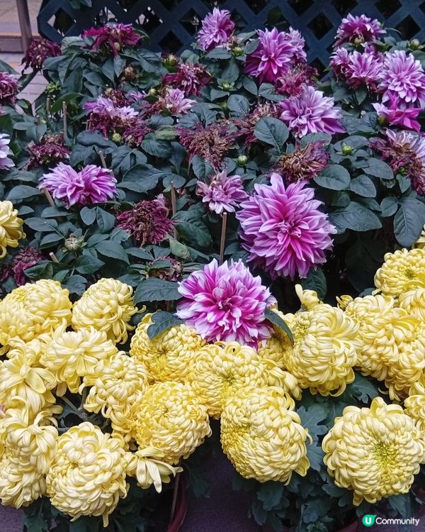 上環大型花牌，紅紅火火 🔥