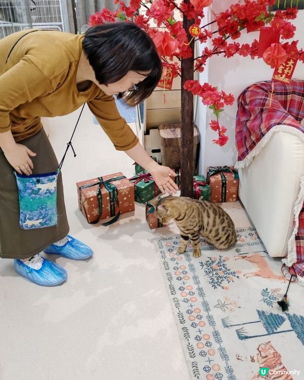 #貓貓日常 #貓奴 #短毛貓#布偶貓 #緬因貓#UCreat...