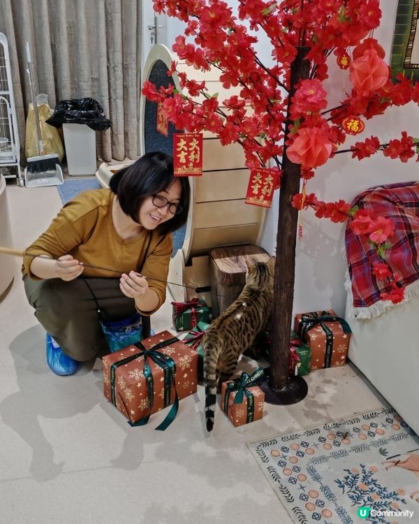 #貓貓日常 #貓奴 #短毛貓#布偶貓 #緬因貓#UCreat...