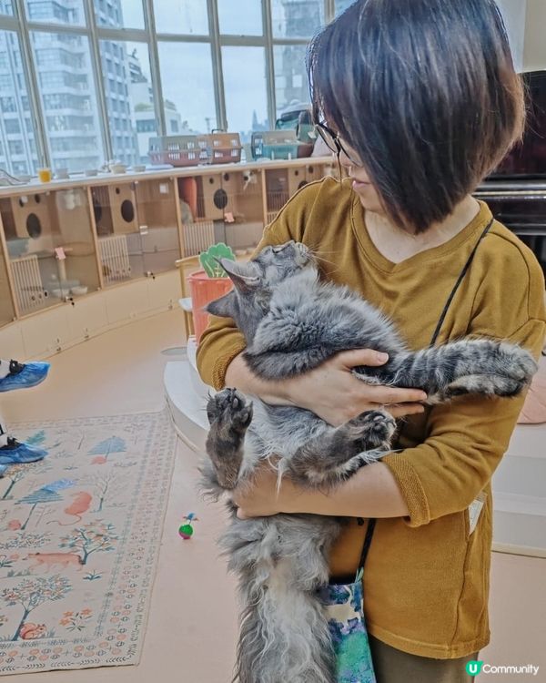 #貓貓日常 #貓奴 #短毛貓#布偶貓 #緬因貓#UCreat...