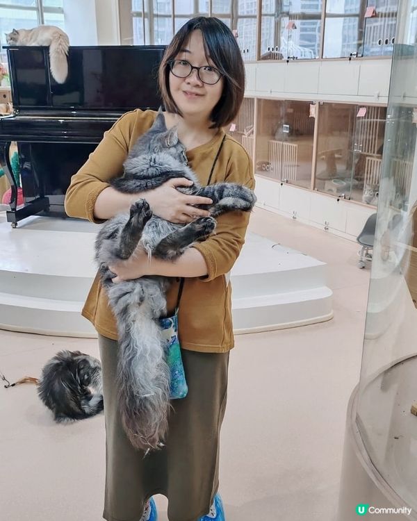 #貓貓日常 #貓奴 #短毛貓#布偶貓 #緬因貓#UCreat...