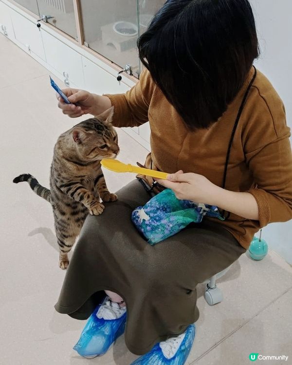 #貓貓日常 #貓奴 #短毛貓#布偶貓 #緬因貓#UCreat...