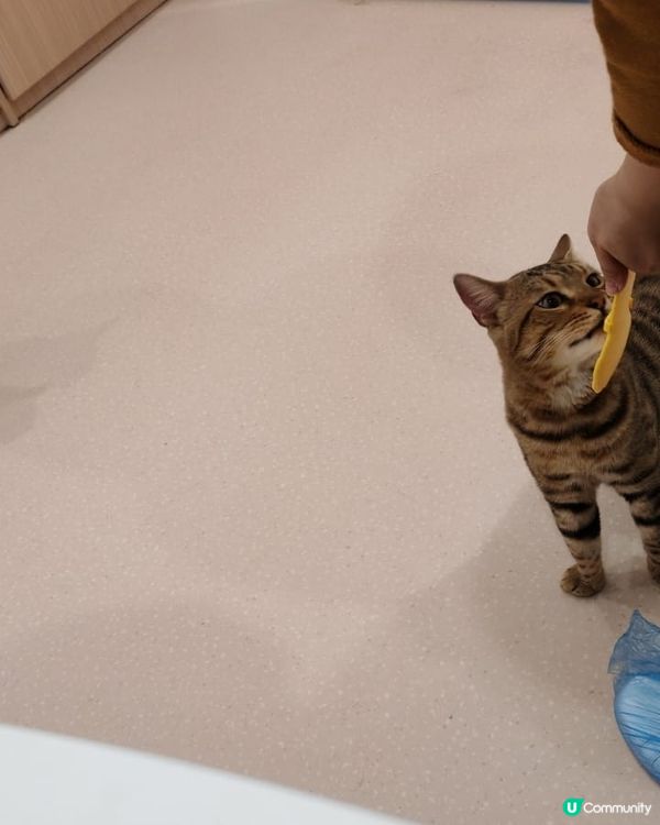 #貓貓日常 #貓奴 #短毛貓#布偶貓 #緬因貓#UCreat...