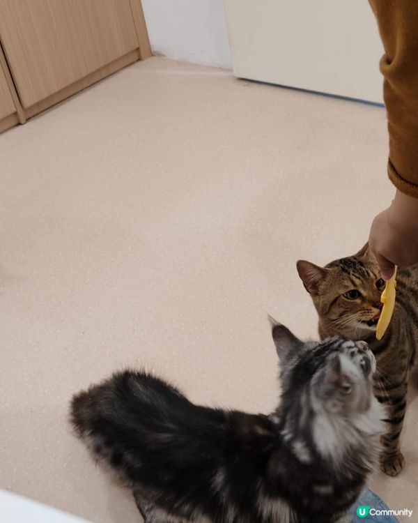 #貓貓日常 #貓奴 #短毛貓#布偶貓 #緬因貓#UCreat...