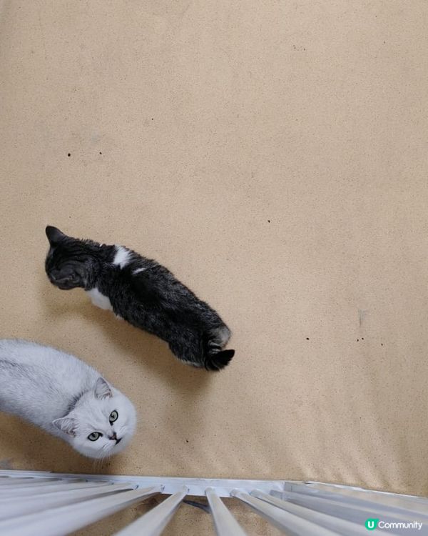 #貓貓日常 #貓奴 #短毛貓#布偶貓 #緬因貓#UCreat...