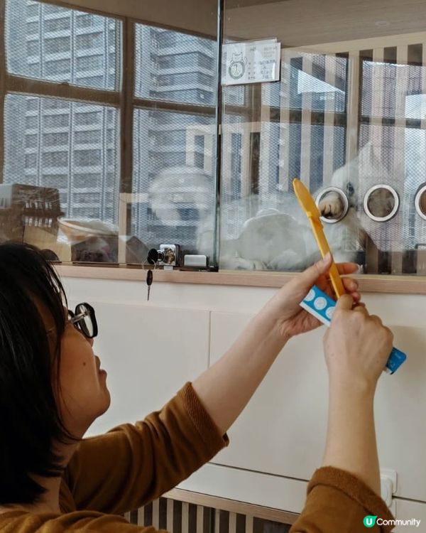 #貓貓日常 #貓奴 #短毛貓#布偶貓 #緬因貓#UCreat...