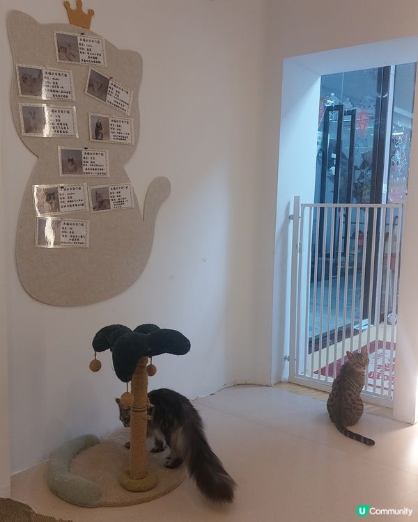 #貓貓日常 #貓奴 #短毛貓#布偶貓 #緬因貓#UCreat...