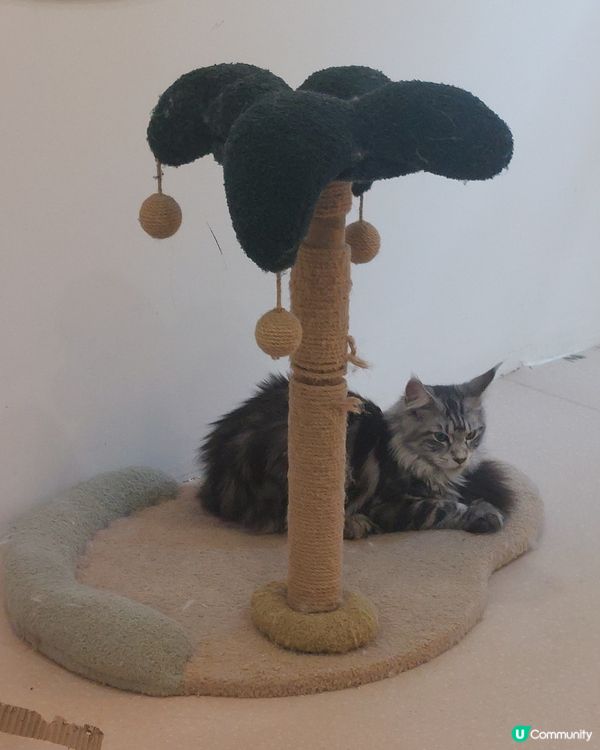 #貓貓日常 #貓奴 #短毛貓#布偶貓 #緬因貓#UCreat...