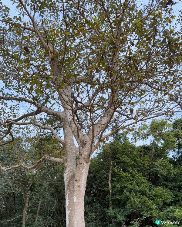 🧧《金山郊野公園》新春行大運🧧