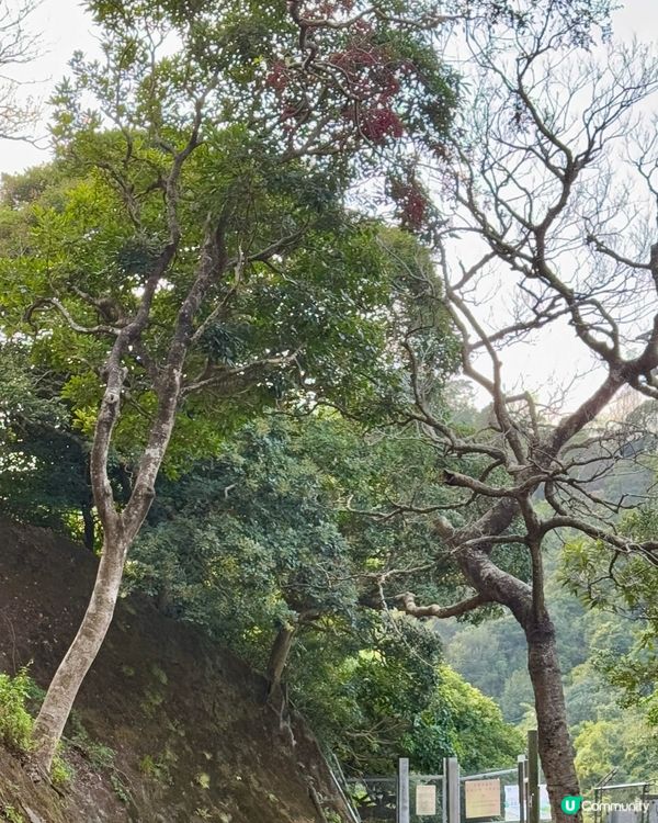 🧧《金山郊野公園》新春行大運🧧