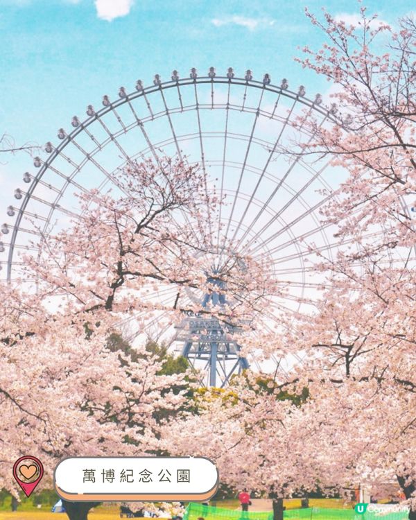 2025關西賞櫻攻略!🌸 最新開花預測&必訪人氣賞櫻名所!