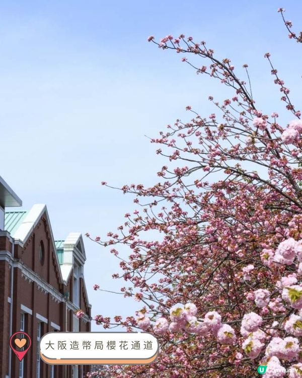 2025關西賞櫻攻略!🌸 最新開花預測&必訪人氣賞櫻名所!