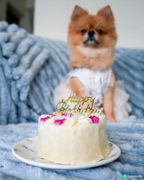 🐶愛毛客寵物鮮食狗狗蛋糕開箱 | 毛孩生日專屬的儀式感🎂
