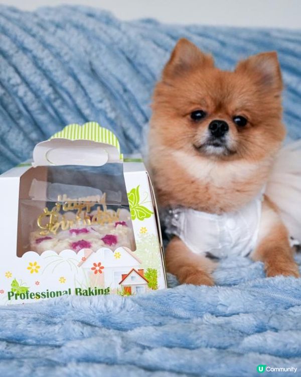 🐶愛毛客寵物鮮食狗狗蛋糕開箱 | 毛孩生日專屬的儀式感🎂