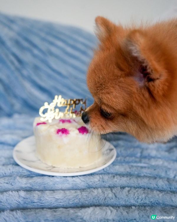 🐶愛毛客寵物鮮食狗狗蛋糕開箱 | 毛孩生日專屬的儀式感🎂